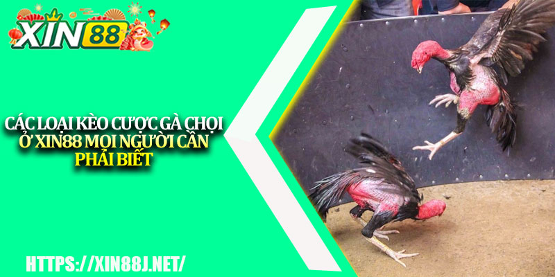 Đá Gà Chọi Trực Tuyến – Bộ Môn Cá Cược Thú Vị, Hấp Dẫn 3 Các loại kèo cược gà chọi ở XIN88 mọi người cần phải biết