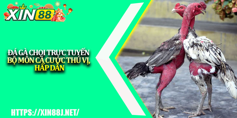 Đá Gà Chọi Trực Tuyến – Bộ Môn Cá Cược Thú Vị, Hấp Dẫn 1 Da Ga Choi Truc Tuyen – Bo Mon Ca Cuoc Thu Vi Hap Dan