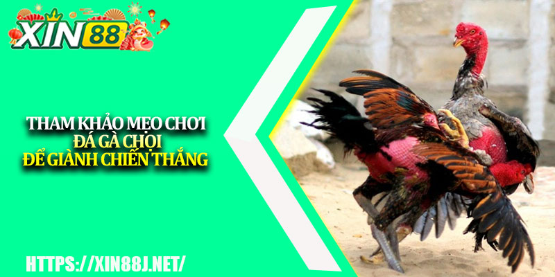 Đá Gà Chọi Trực Tuyến – Bộ Môn Cá Cược Thú Vị, Hấp Dẫn 4 Tham khảo mẹo chơi đá gà chọi để giành chiến thắng